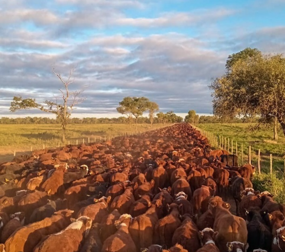 Pasturas en Lagunita
